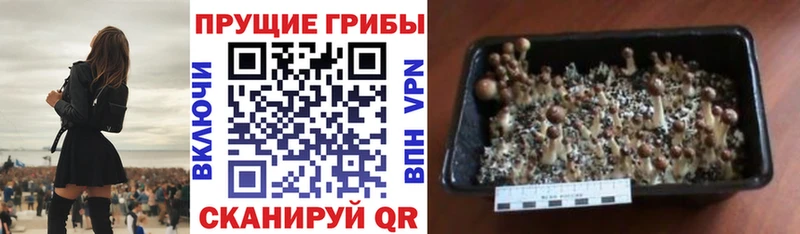 darknet состав  цена   Звенигово  Псилоцибиновые грибы мицелий 